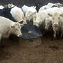 BMF-250: Bull Mineral Feeder, 250 lb. Capacity