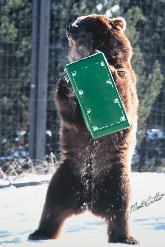Bear Box: Bear Resistant Pannier Box Set